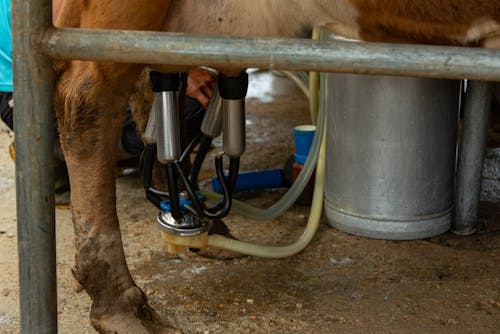 Close-up on Milking Machine Hooked to Cows Udders