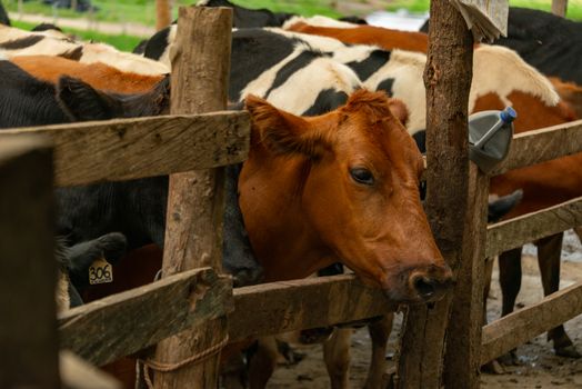 Free stock photo of agriculture, barn, calf