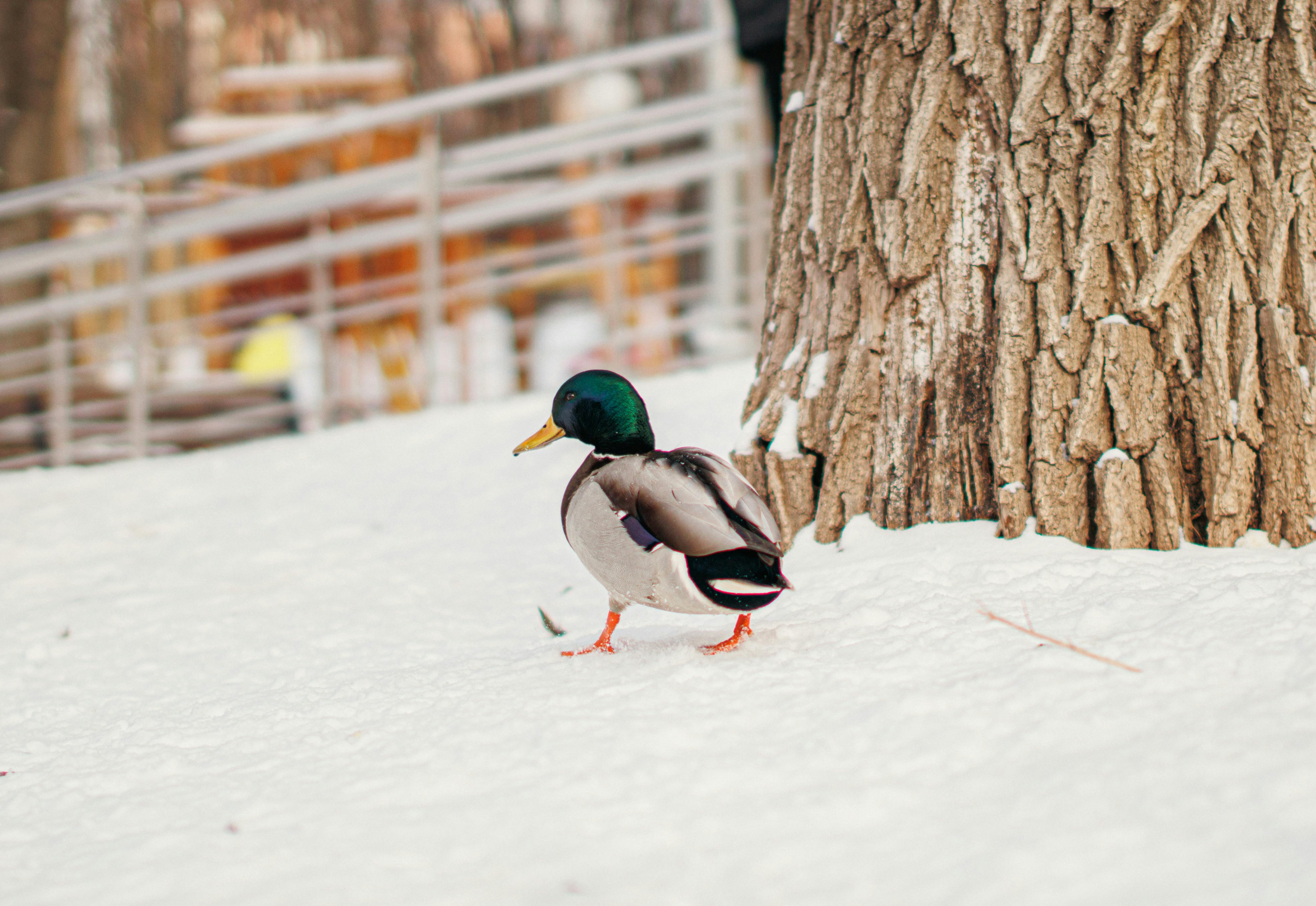 2012 Review of Drake Software — Drake Tax — Photo by Daniil Kondrashin on Pexels
