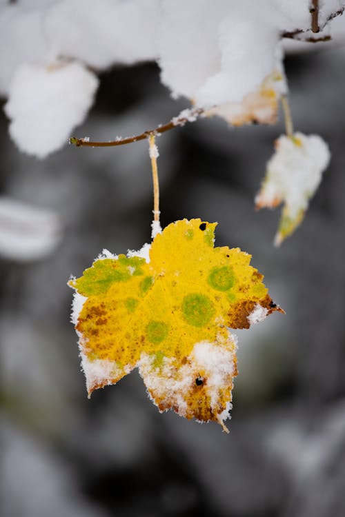 Hoarfrost on Leaves