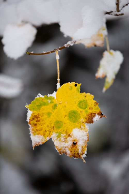 Free Close-up of a hoarfrost-covered leaf during a Bosnian winter, showcasing nature's beauty. Stock Photo