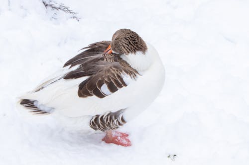 Close up of Duck in Winter
