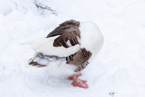 Duck in Snow