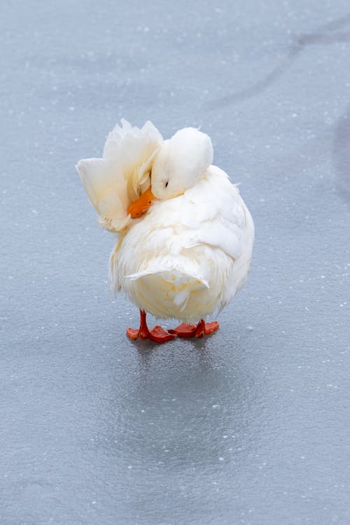 Close up of White Duck on Ice