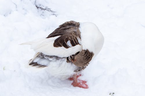 Oland Goose Standing on Snow 