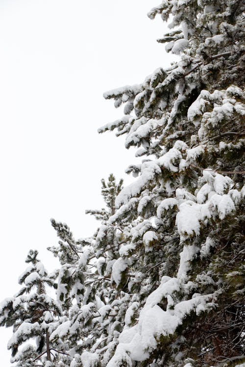 Fotos de stock gratuitas de árbol, blanco, frío