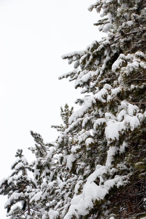 Free Close-up of snow-covered evergreen branches showcasing the beauty of winter nature. Stock Photo