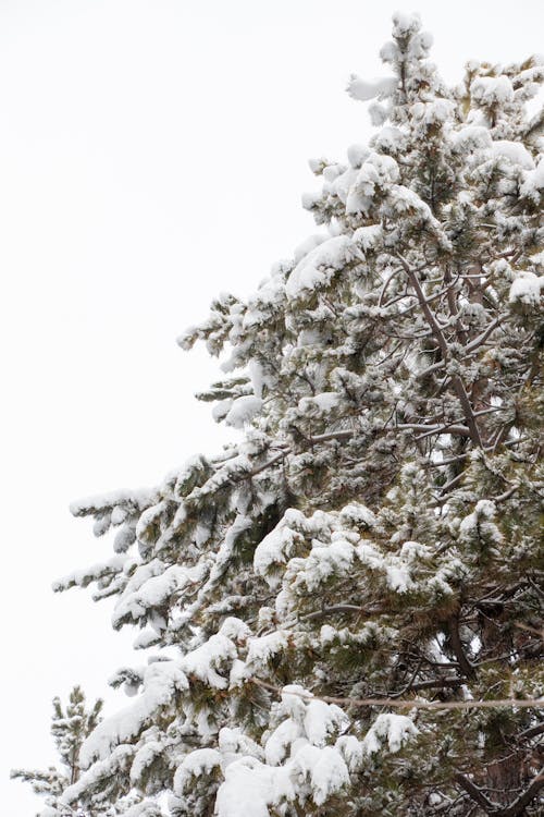 Fotos de stock gratuitas de árbol, blanco, frío