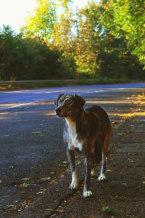 Ilmainen kuvapankkikuva tunnisteilla asfaltti, eläin, koira Kuvapankkikuva