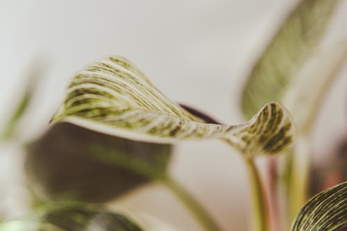 工厂, 植物學, 模糊 的 免费素材图片