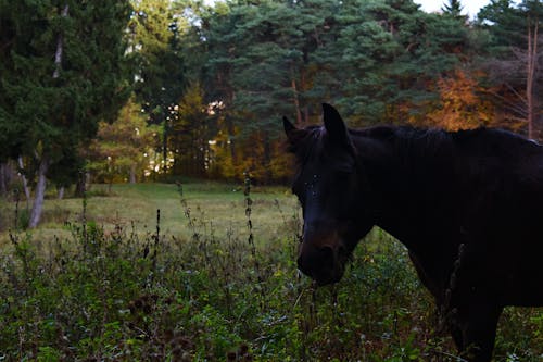 Schwarzes Pferd Im Feld