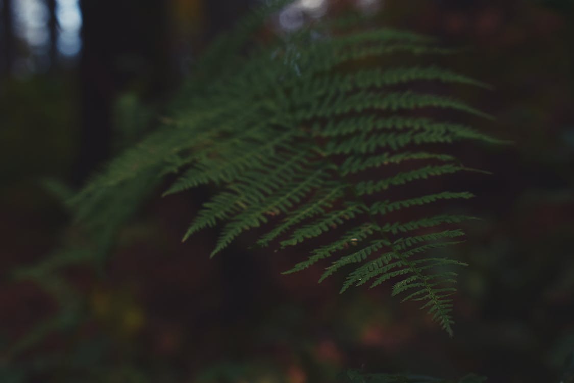 Close-up Photography of Green Fern Plant