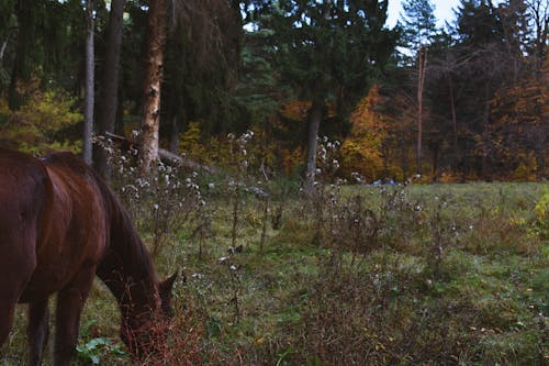 Brown Horse Surrounded With Trees