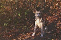 一只可爱的小狗坐在森林里阳光明媚的秋叶中，捕捉着秋天的温暖