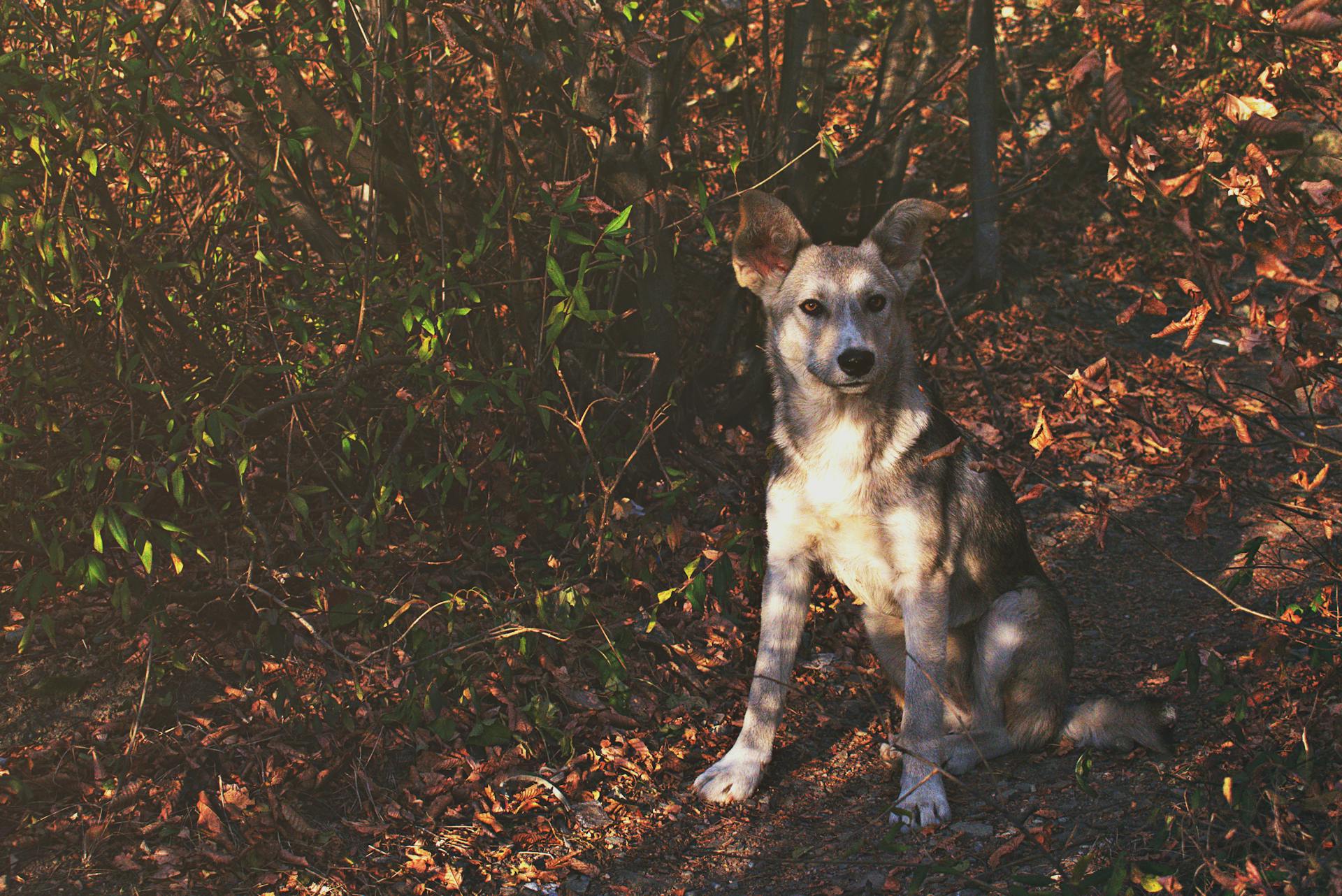 Wild Dog Sitting in a Leafy Spot