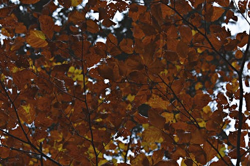 Foto d'estoc gratuïta de a l'aire lliure, abstracte, arbre