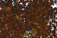 Yellow Leafed Tree