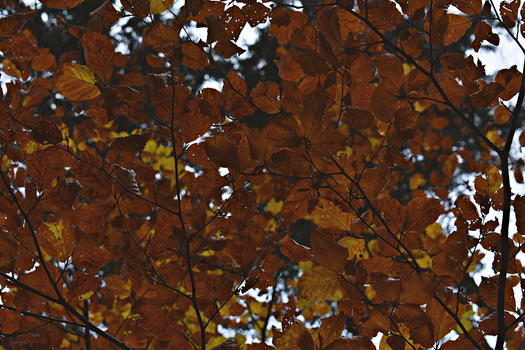 Yellow Leafed Tree
