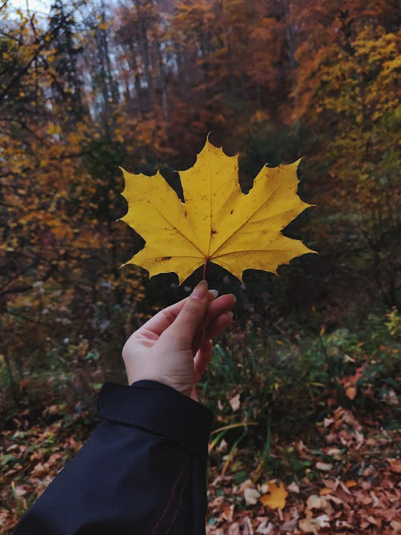 Person Holding Dried Maple Leaf · Free Stock Photo