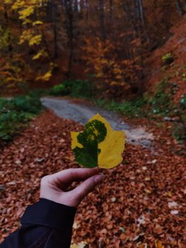 Hand holding a yellow-green leaf on a forest path covered in autumn leaves, Piatra Neamț.