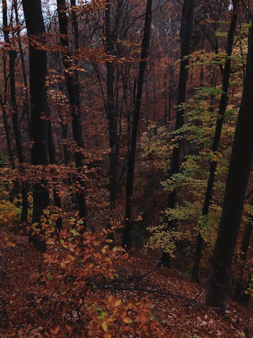 Brown Stems of Green Leafed Trees