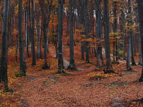 gratis Bomen In Het Bos In De Herfst Stockfoto