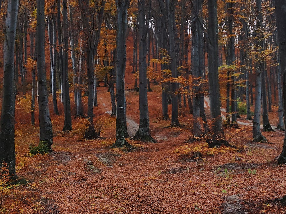 秋季森林樹木