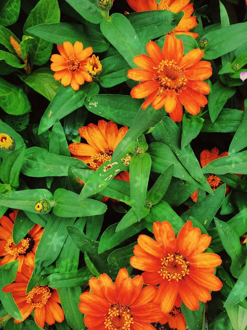 무료 오렌지 꽃의 근접 촬영보기 스톡 사진