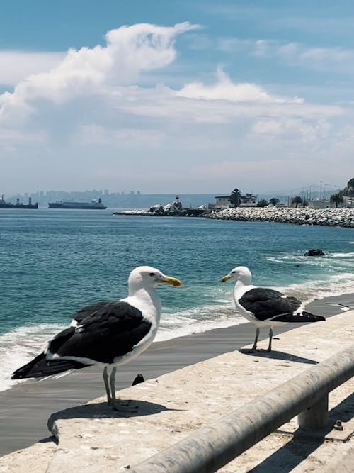 水生動物, 水鳥, 海水 的 免費圖庫相片