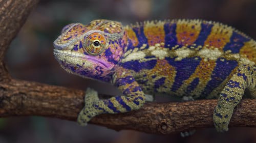 Close-up of a Chameleon Sitting on a Tree Branch 