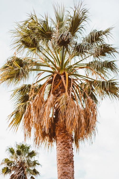 Free Green Palm Tree Stock Photo