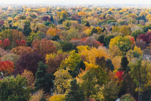 Photographie Aérienne De La Forêt