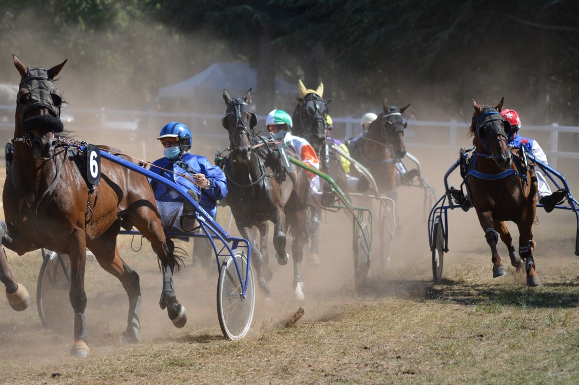 Silky Racer Sulky Horse Racing · Free Stock Photo