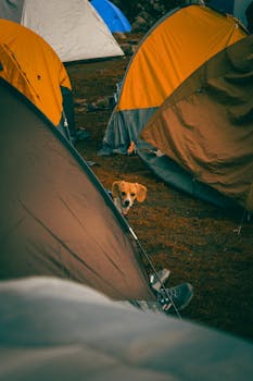 A curious dog peeks out from between colorful tents at a campsite in Huaral, Perú.