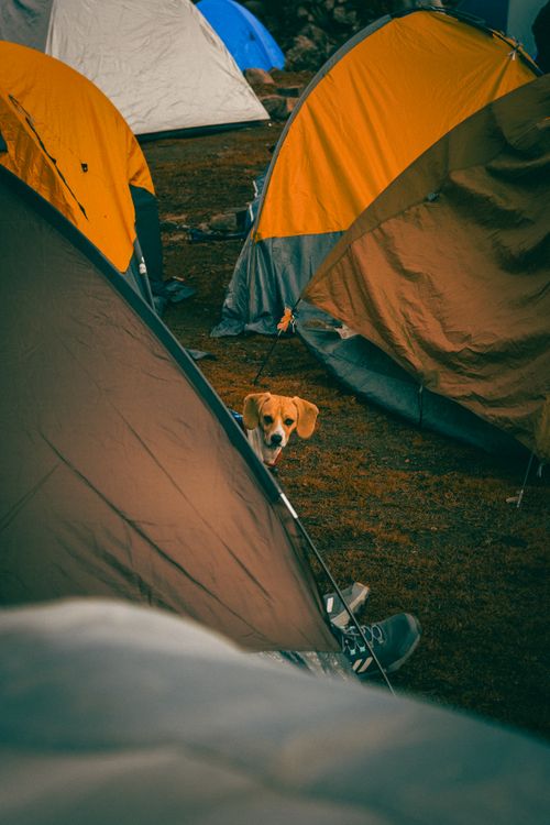 Free A curious dog peeks out from between colorful tents at a campsite in Huaral, Perú. Stock Photo