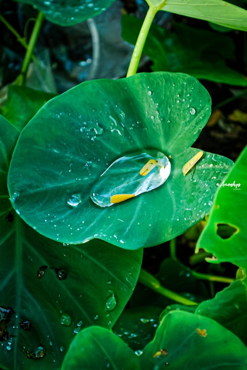Water Collected in the Leaf of Elephant Ear Plant