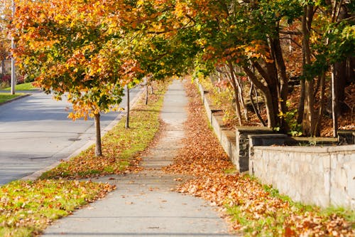 City Sidewalk in Autumn