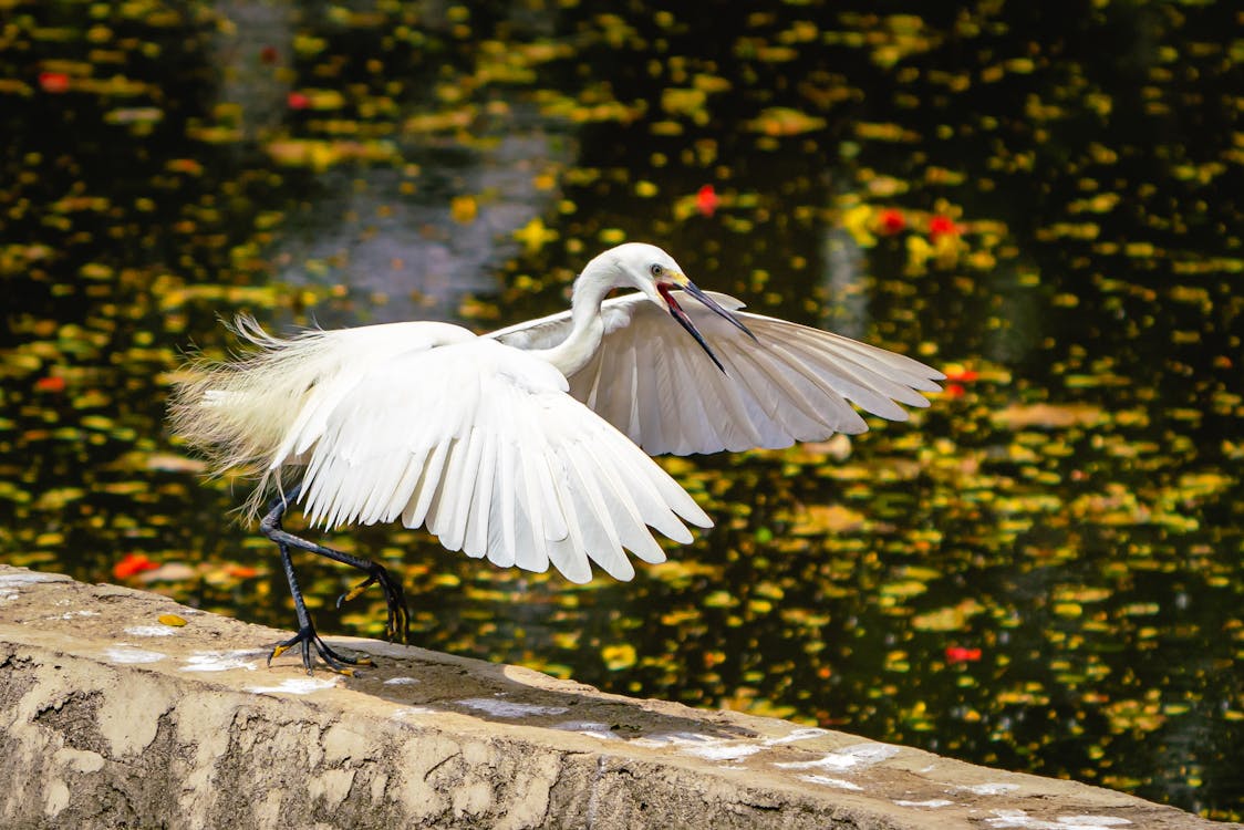White Egret Flapping Its Wings