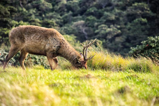 A wild deer peacefully grazes in the lush meadows of Nuwara Eliya, Sri Lanka.