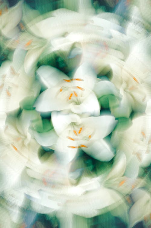 White Lilies in Blur