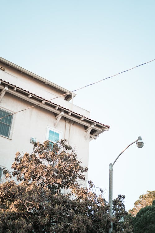 Tree near Building