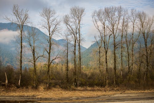 Kostnadsfri bild av bakgrund, berg, brun