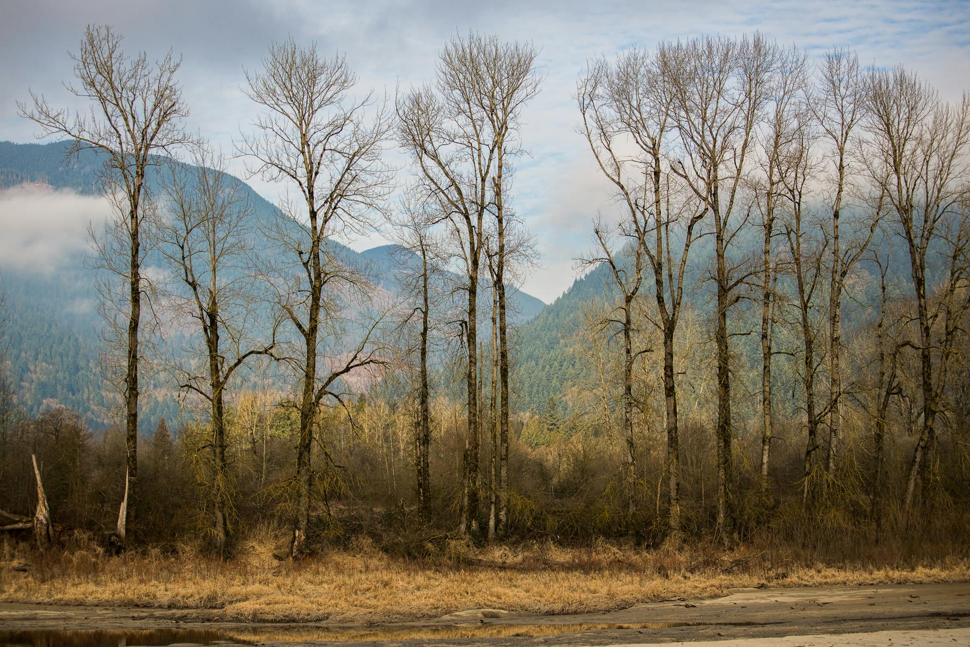 Breathtaking view of bare trees with mountains in Harrison Mills, BC during fall.