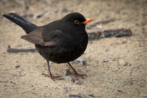 Close-up of a Blackbird 