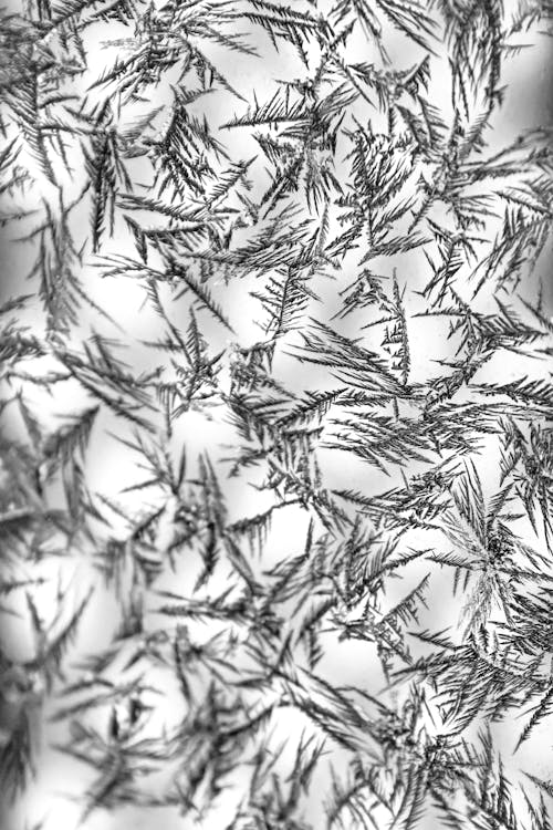 Tree Branches Printed on Fabric