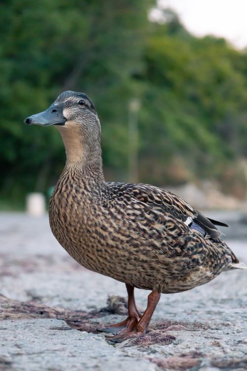 Free A close-up portrait of a female mallard duck standing on a stone surface outdoors. Stock Photo