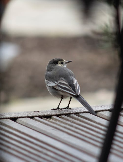 Close-up of a Citrine Wagtail 