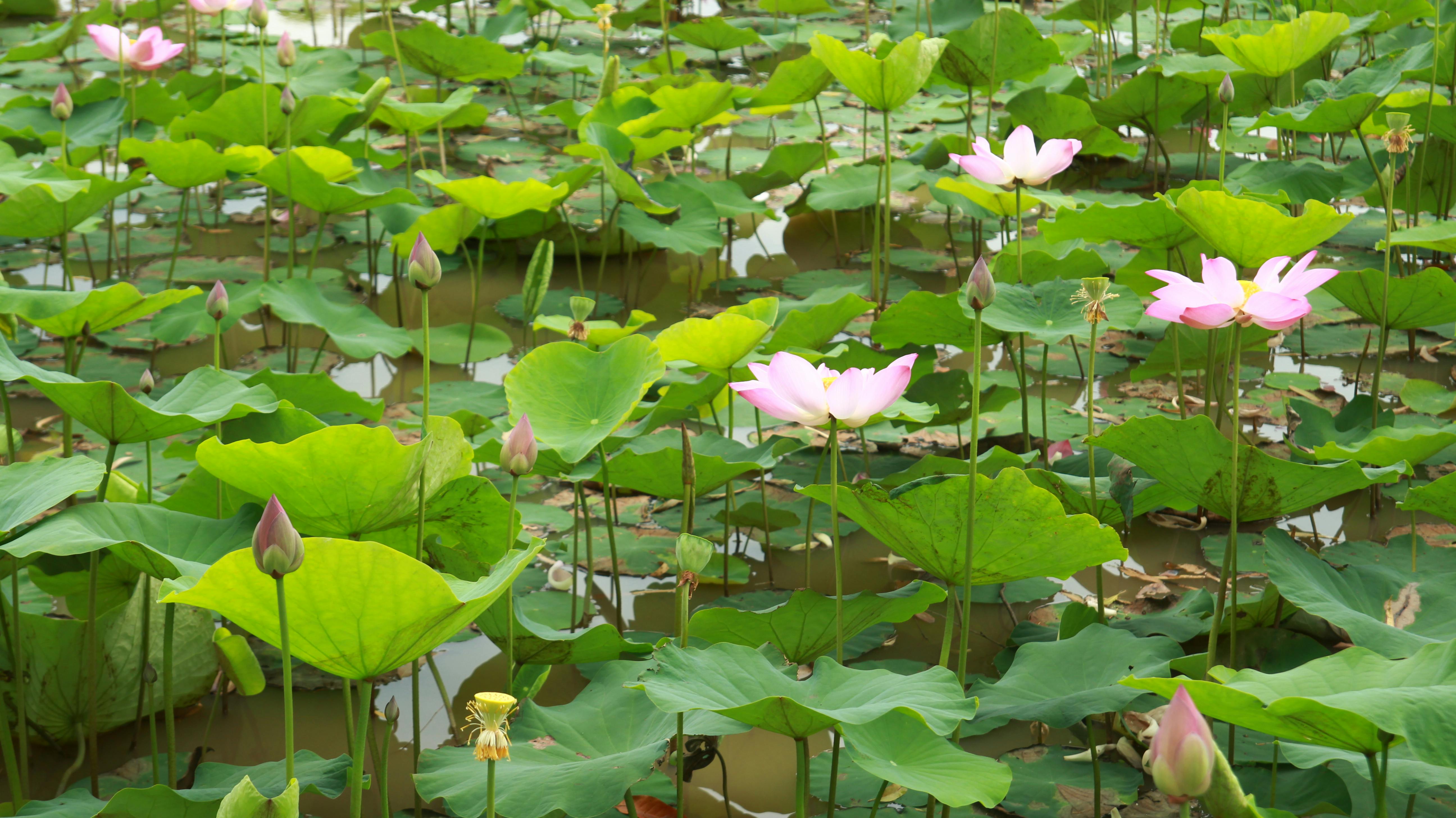 Photo of Flowering Aquatic Plants · Free Stock Photo