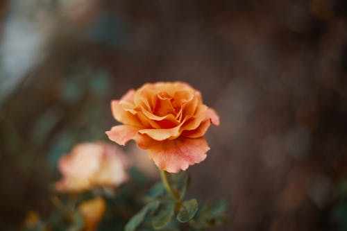 Bright blooming rose in garden in summer