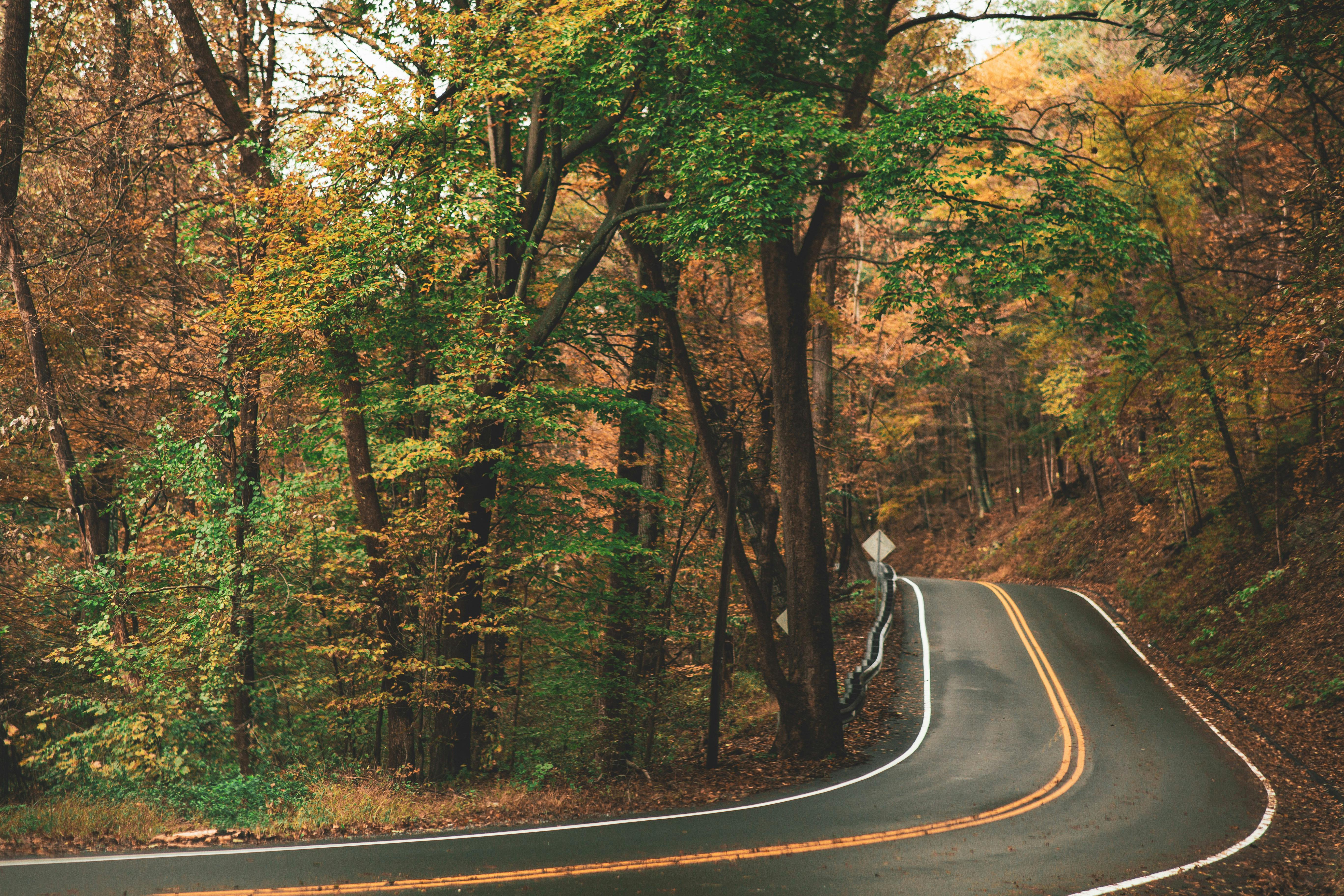 gray concrete roadway beside green and brown leafed trees